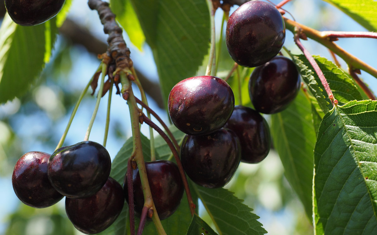 A close-up image of black cherries growing on a tree.