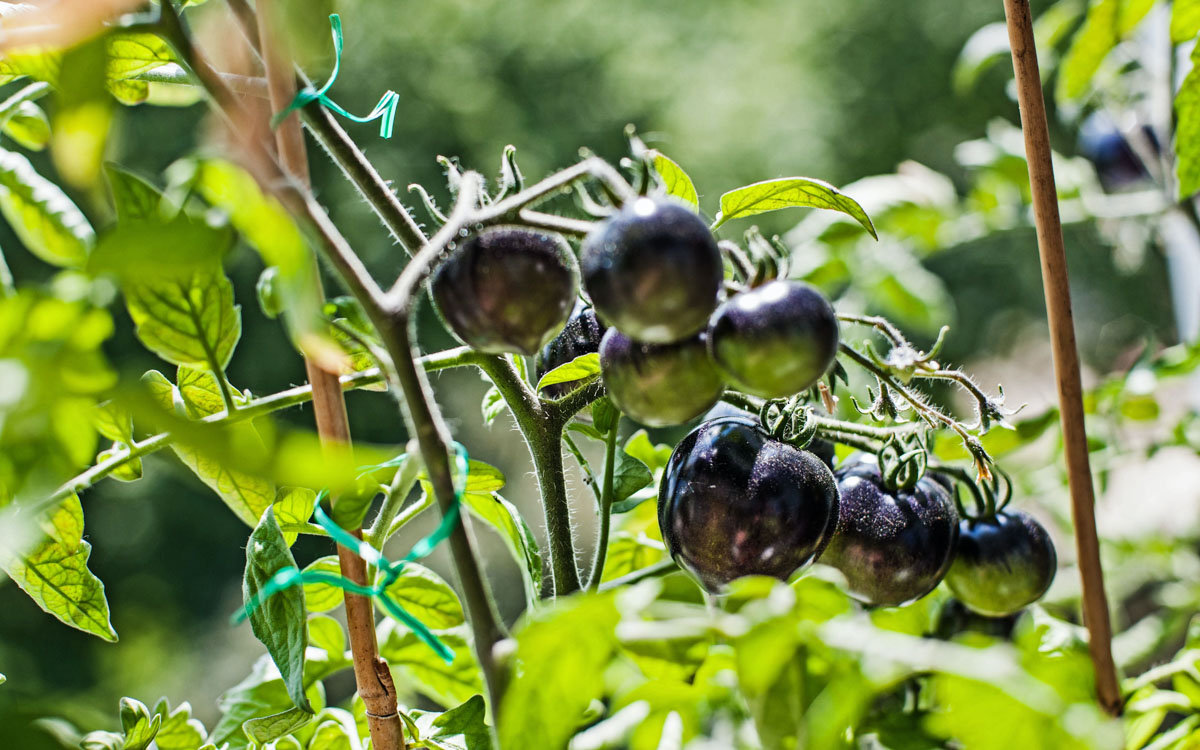 Black tomatoes growing in a garden on a sunny day.