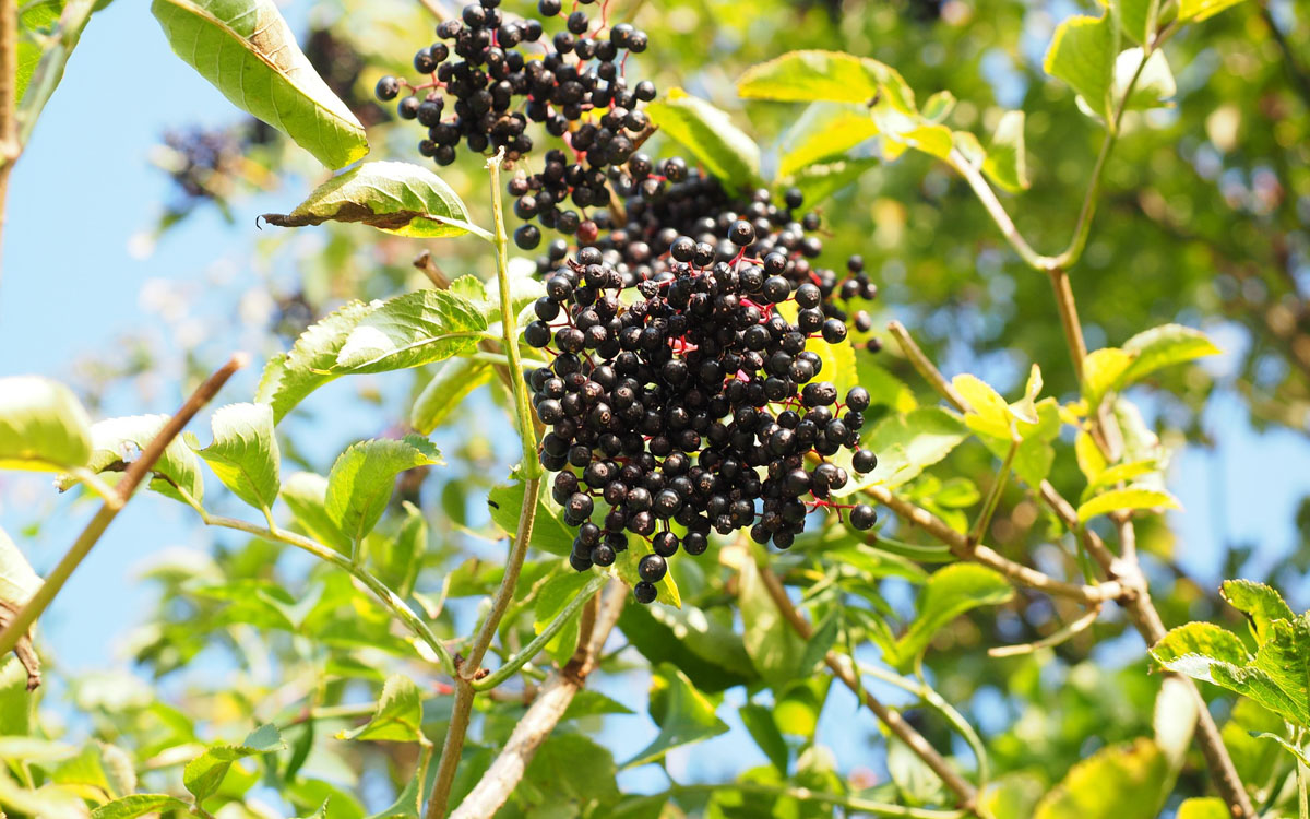 A large bunch of black elderberries growing on a tree.