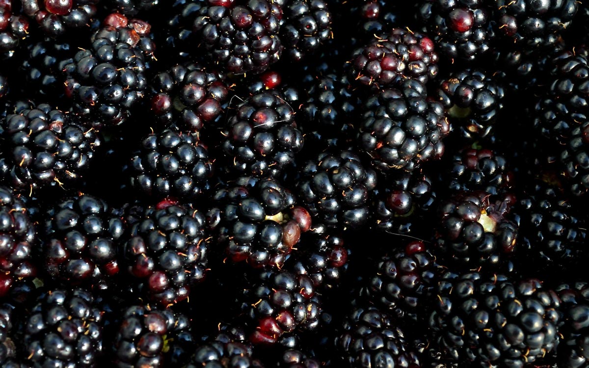 A close-up image of blackberries very close together.