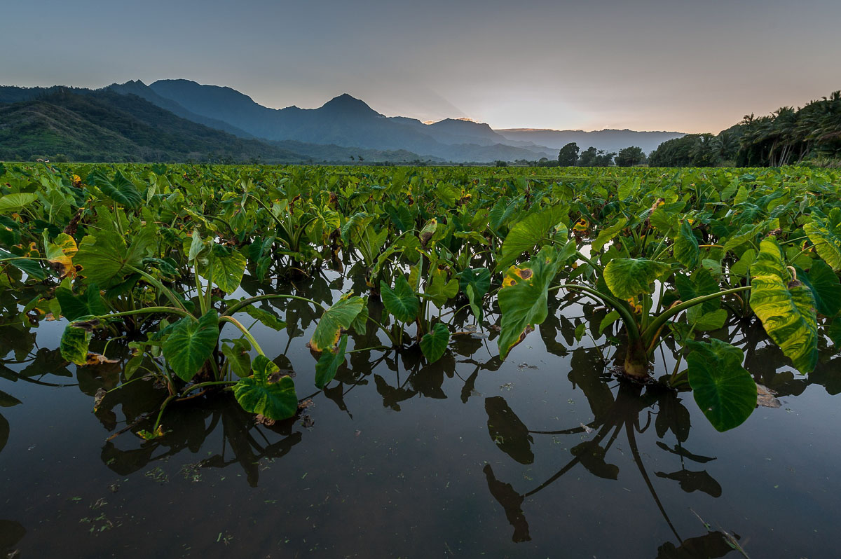 A large field where taro roots are grown surrounded by mountains in the background.