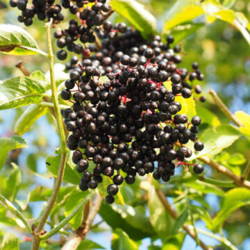 cropped-Black-Fruits-The-Ultimate-List-6.jpg