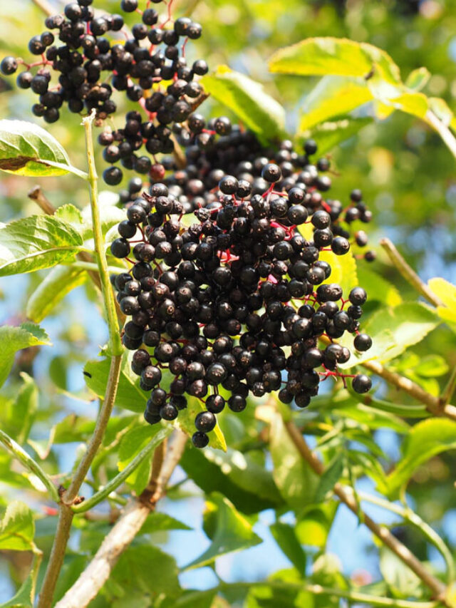 25 Black Fruits - The Ultimate List