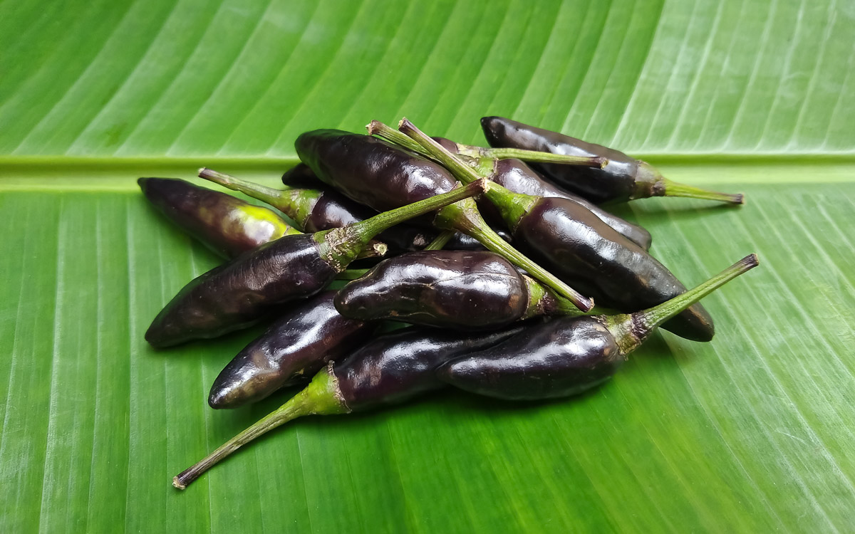 Black Hungarian peppers placed on a very large green leaf.