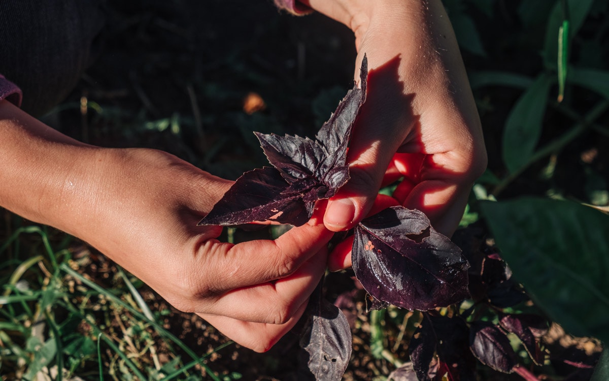 Two hands collecting dark fresh basil.