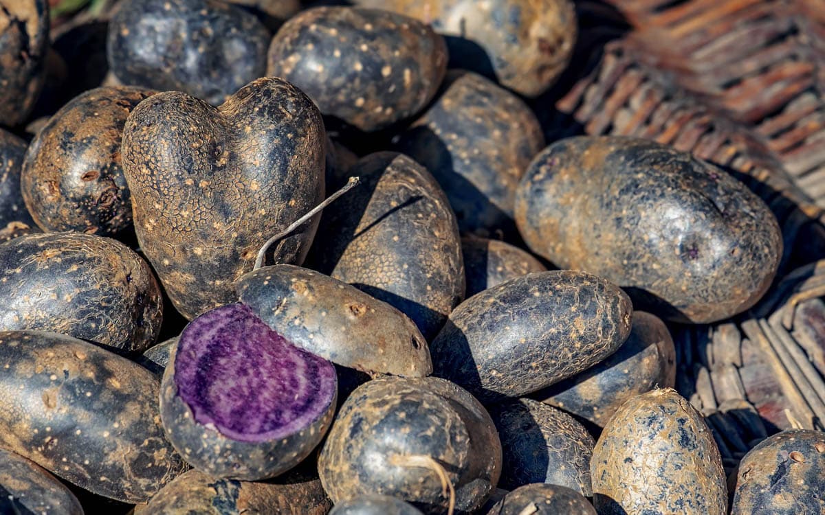 A close-up of many dark Shetland potatoes outside.