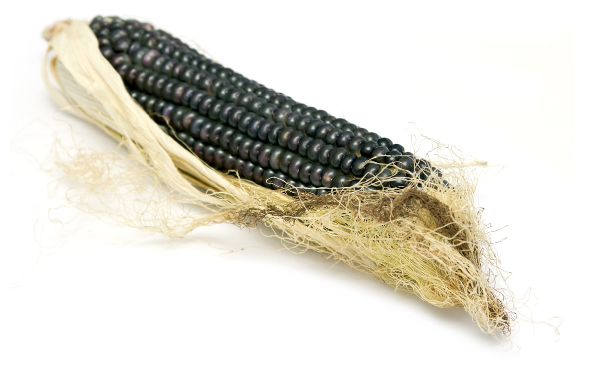 Black corn isolated on a white background.