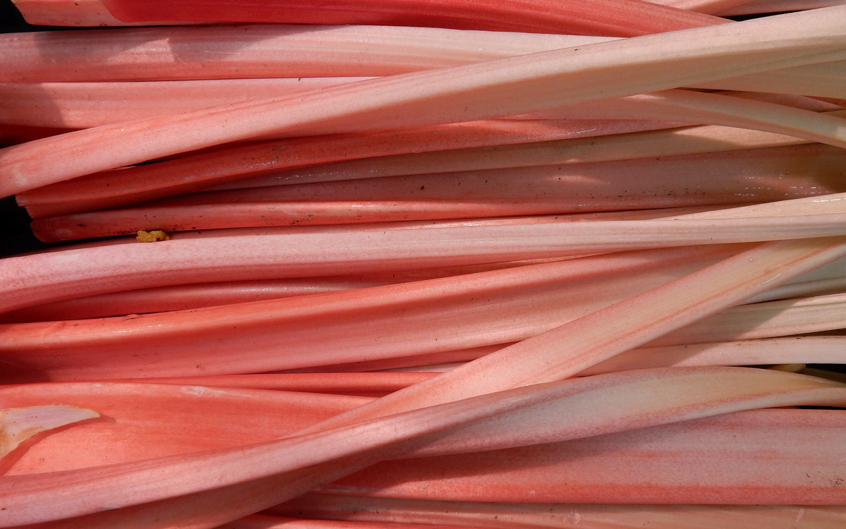 A close-up image of raw rhubarb on a sunny day. 