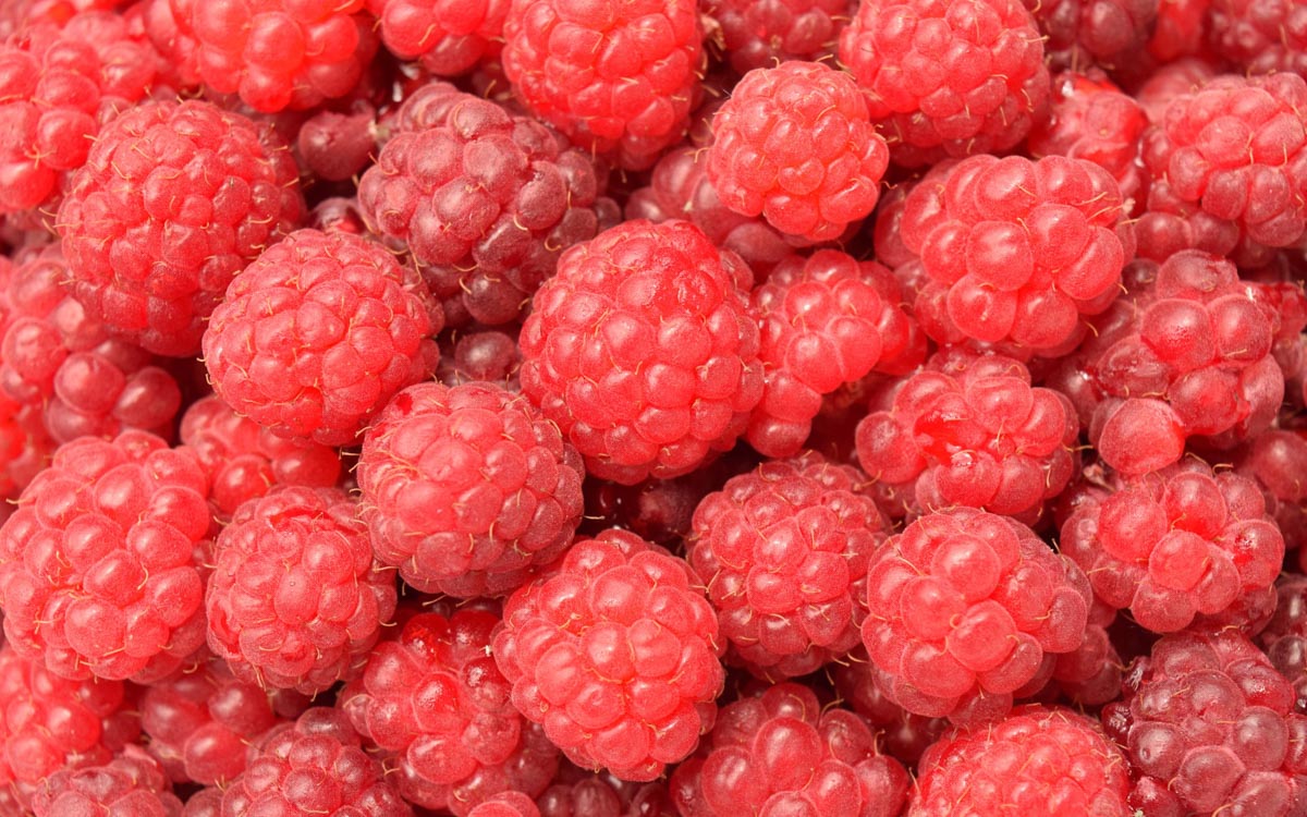 Many raspberries placed next to each other. 