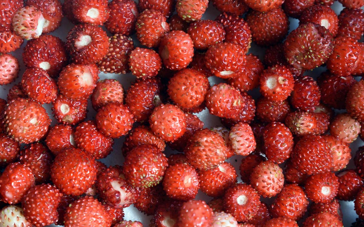 A close-up image of many wild strawberries placed next to each other. 