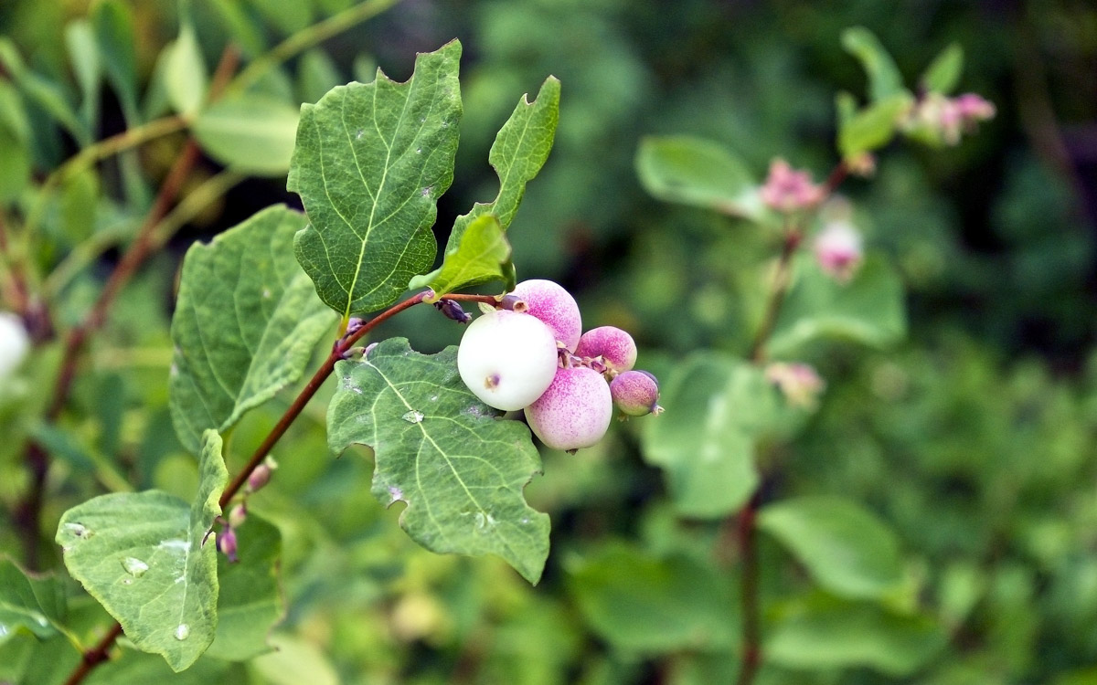 Snowberries growing on a branch.