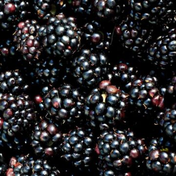cropped-Black-Fruits-List-3.jpg