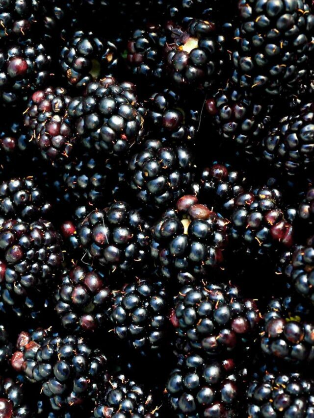 25 Black Fruits - The Ultimate list