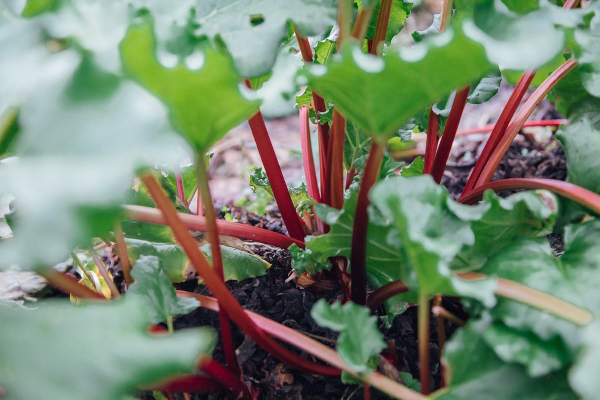 Rhubarb plant growing on a field.