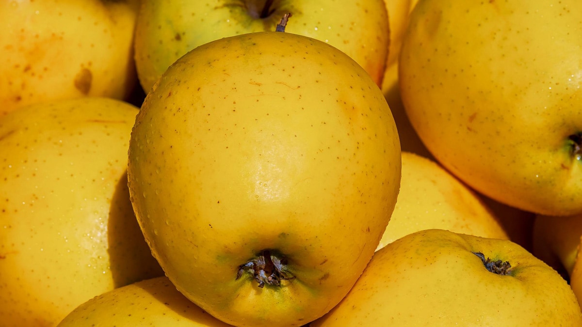 A close-up image of yellow apples placed closely next to each other.