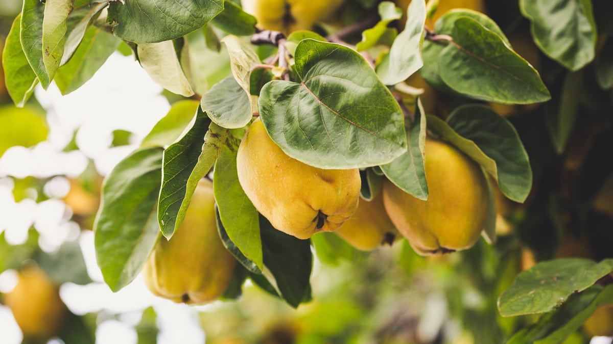 Quince fruit growing from a tree.