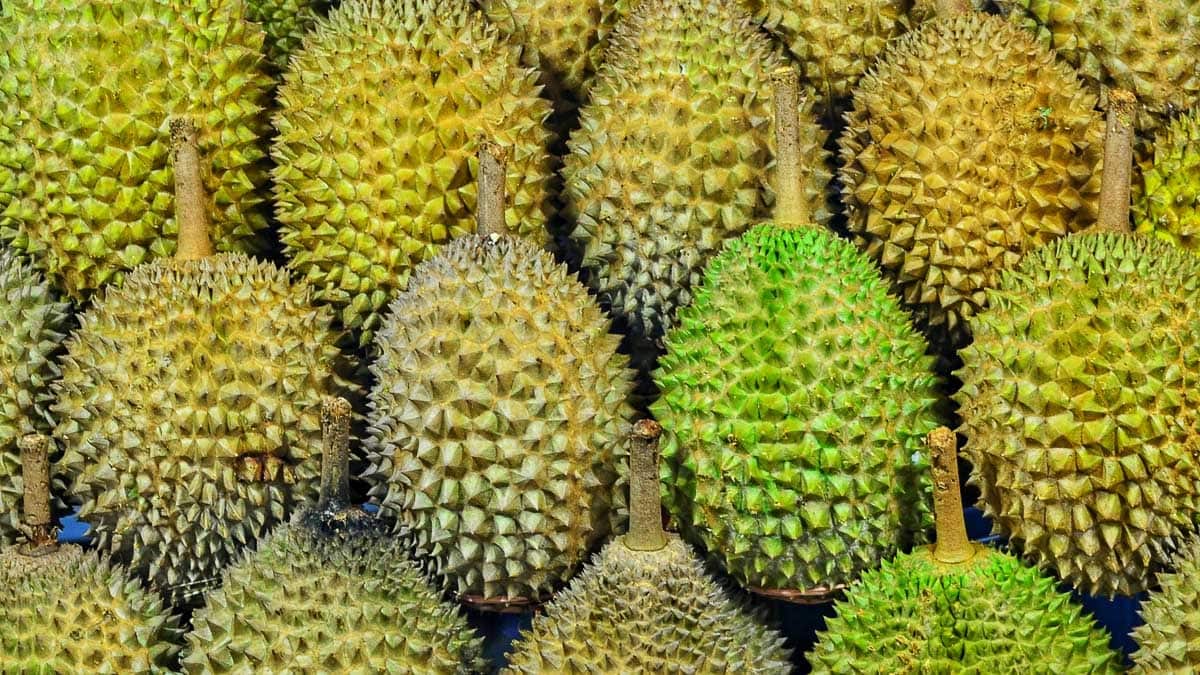 Several rows of durian fruit placed next to each other in varying stages of ripeness.