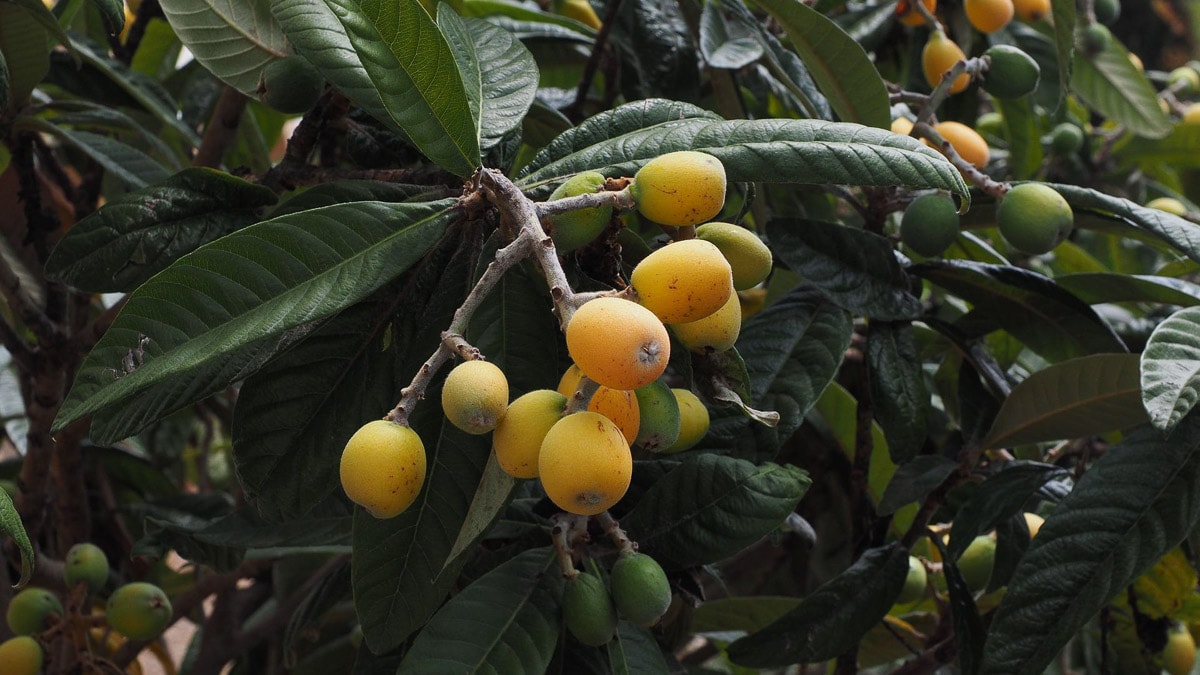 A branch of loquat fruit growing from a tree.