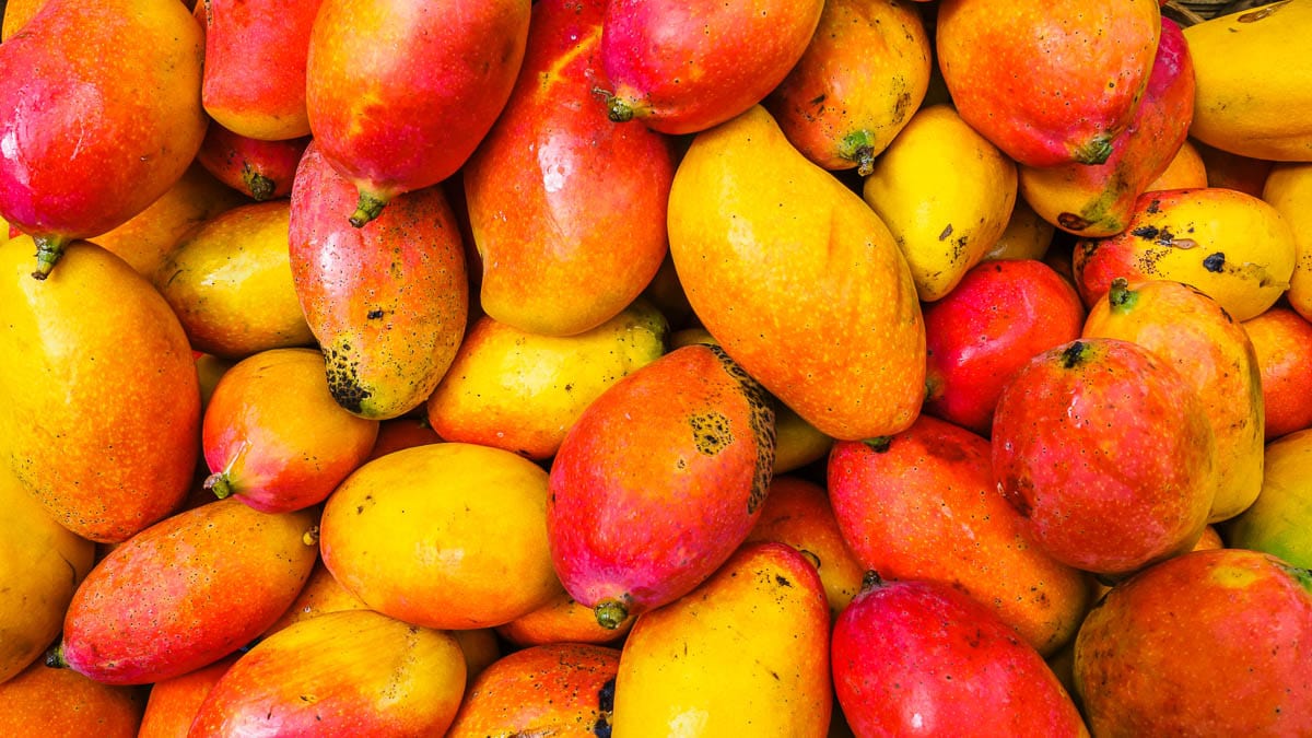 Overhead view of yellow and red mango fruit.