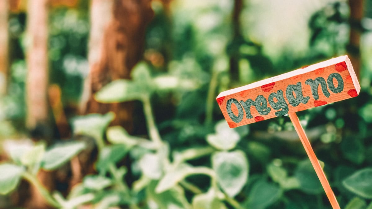 A sign with the word Oregano in front of a green garden. 