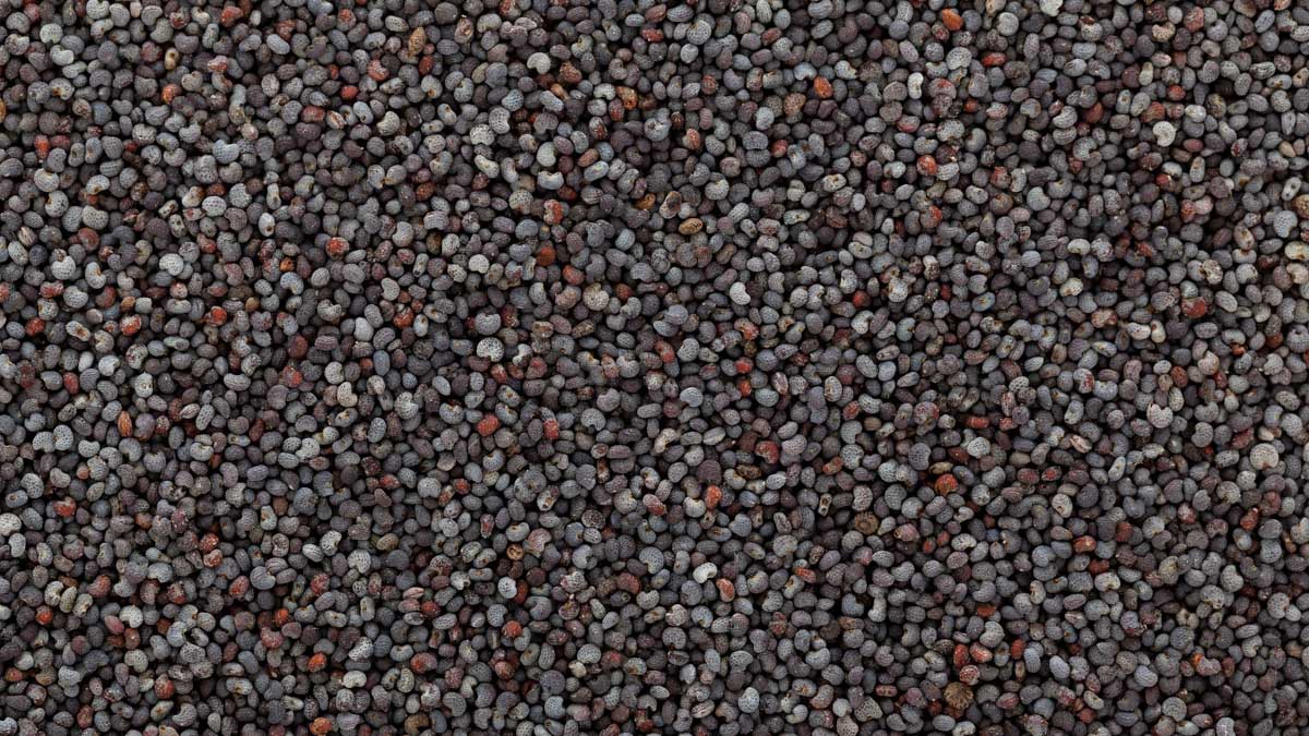 A close-up image of poppy seeds.