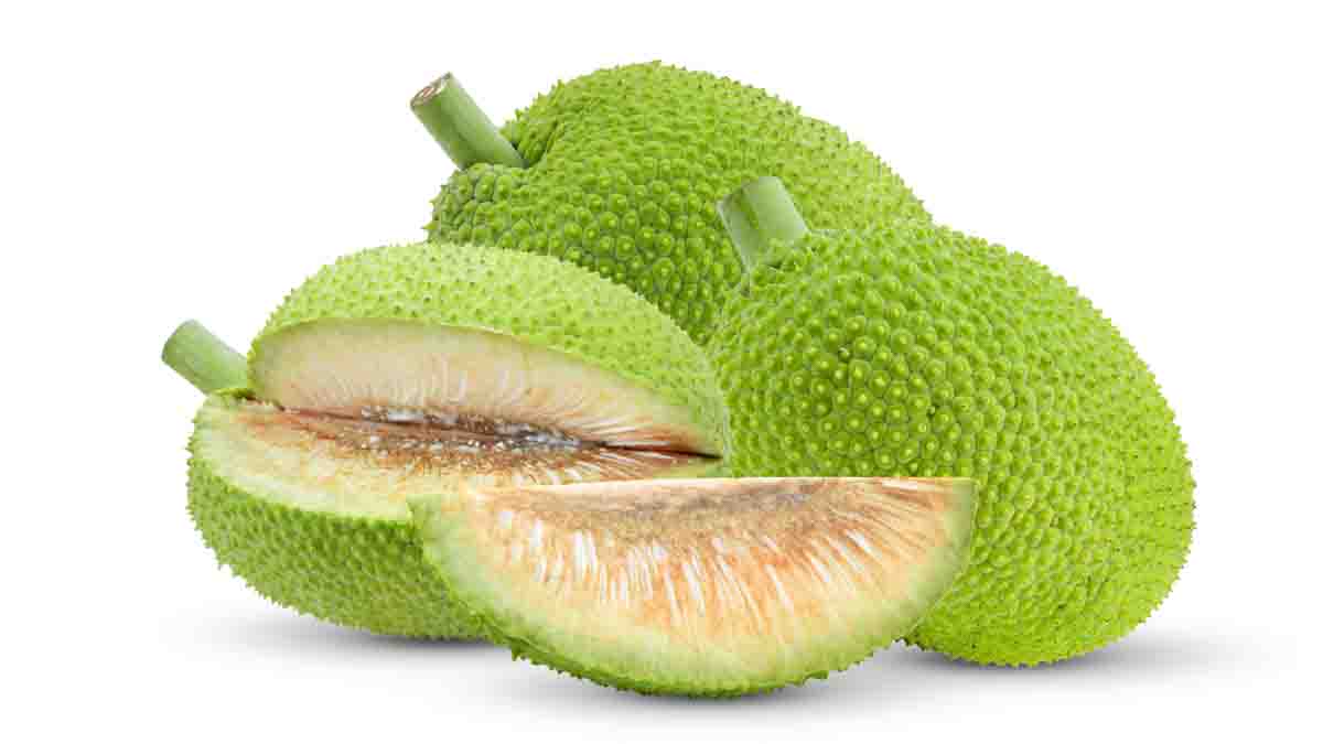 Breadfruit isolated on white background