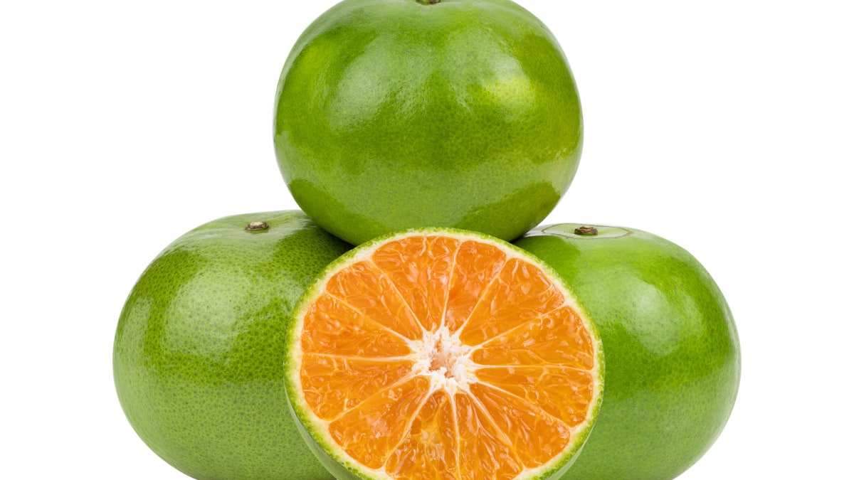 Green orange isolated on a white background.