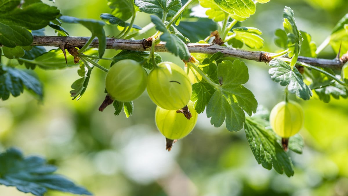 Gooseberries growing from a branch.