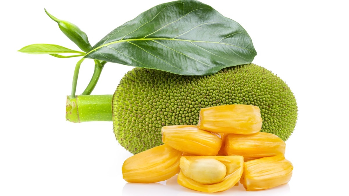 Jackfruit isolated on white background