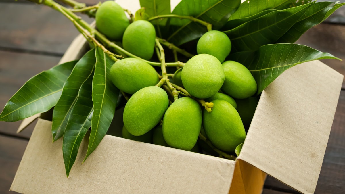 Green mangos in a large cardboard box.