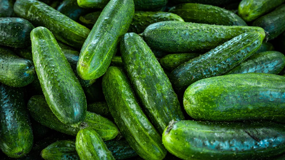 Pile of cucumbers from the field