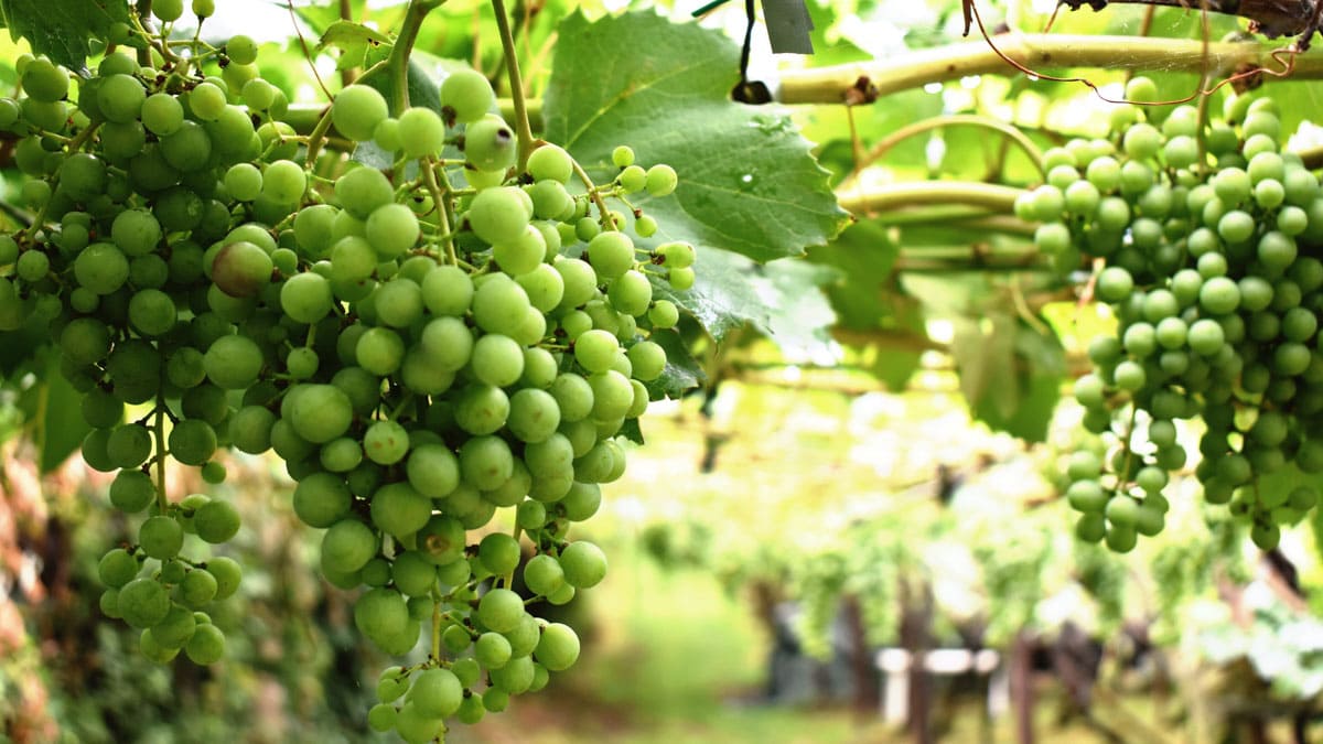 Green grapes growing on a vine.