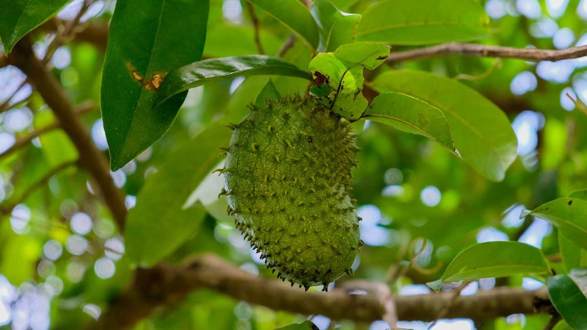 Soursop fruit growing from a tree.