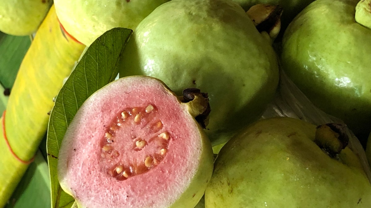 A large bunch of Caribbean guava fruit.