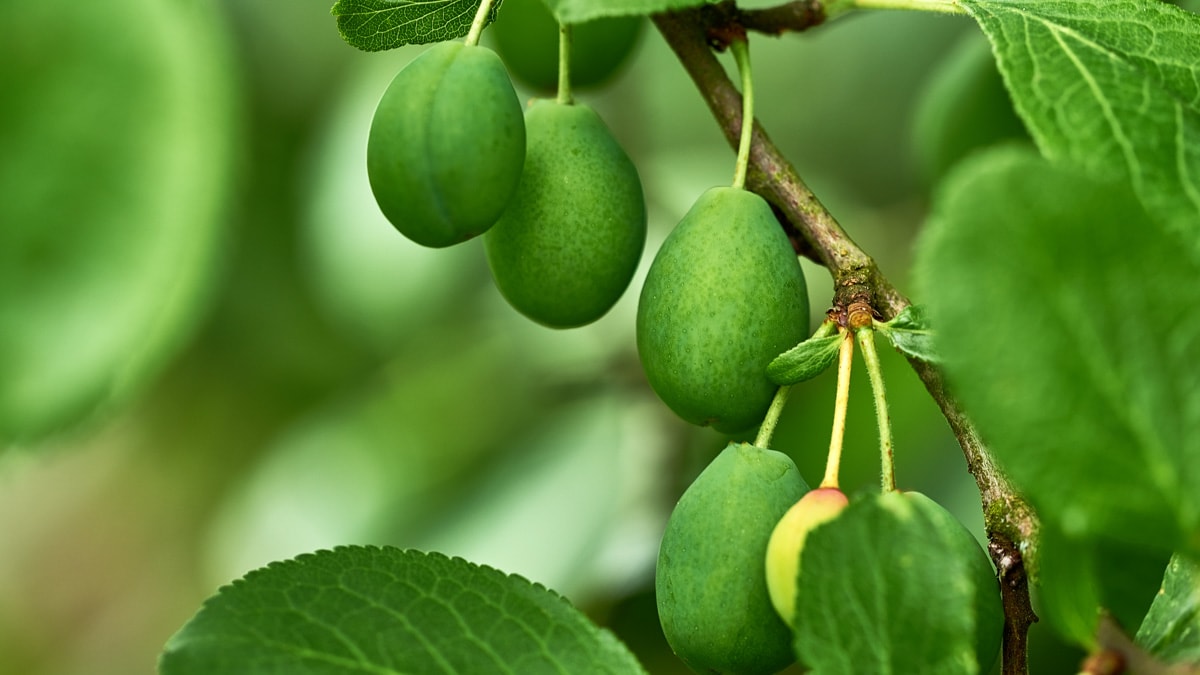 Ripening green plums handing on branch with green leaves of plum tree