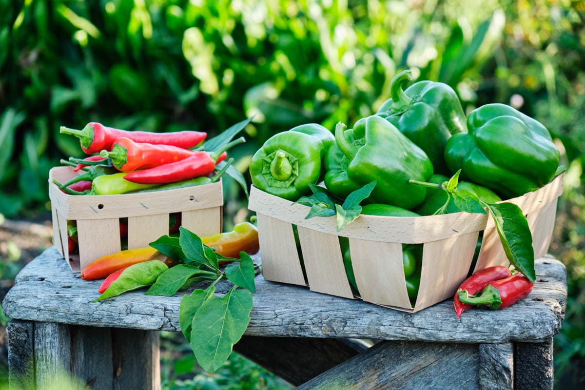 Green bell peppers and red hot peppers on a table in the garden