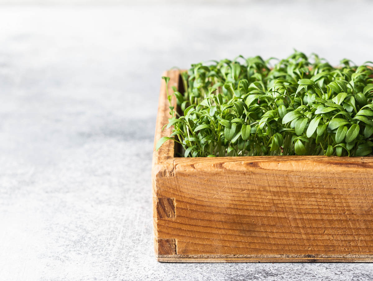 Fresh watercress salad micro greens sprouts in wood box on grey background. 
