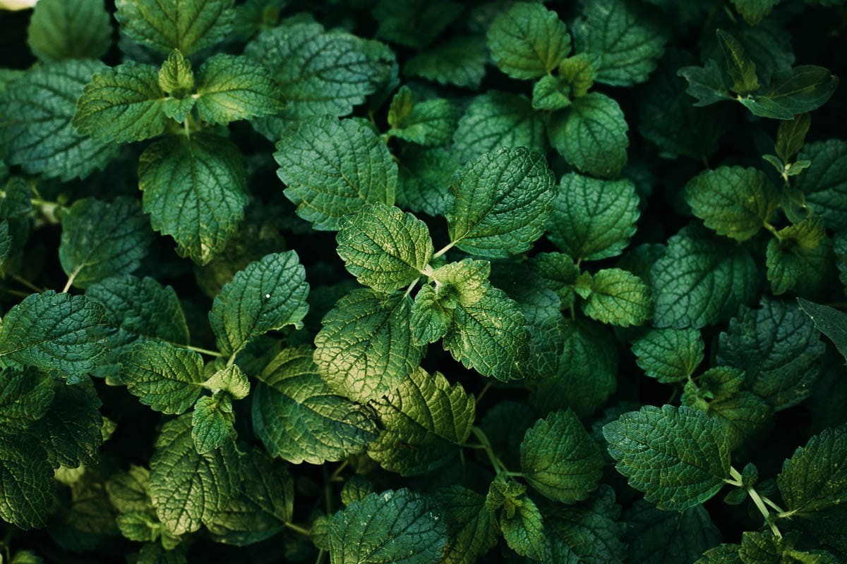 An overhead view of many mint plants growing.
