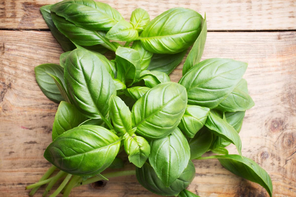 Bunch fresh basil on a wooden background.